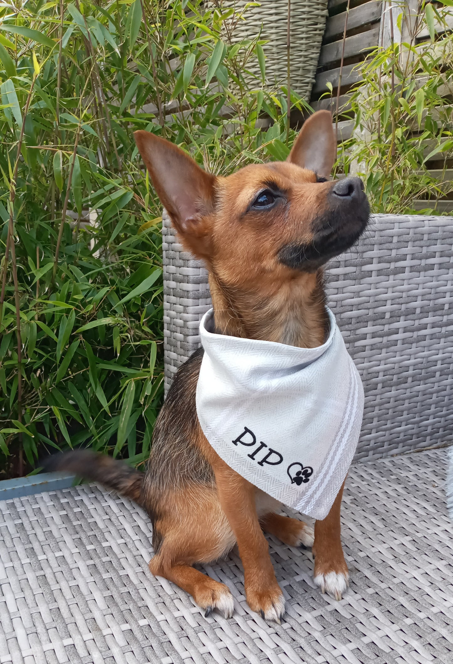 Pup Bandana