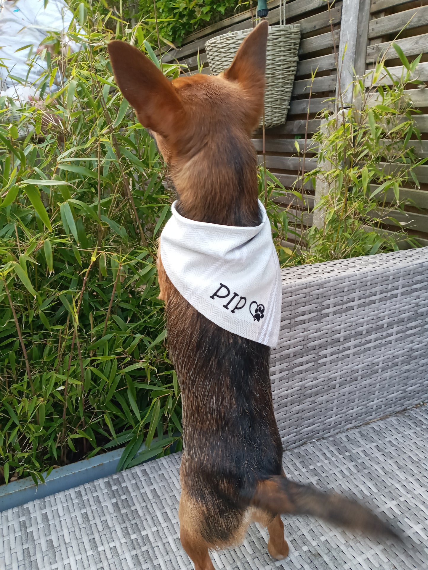Pup Bandana